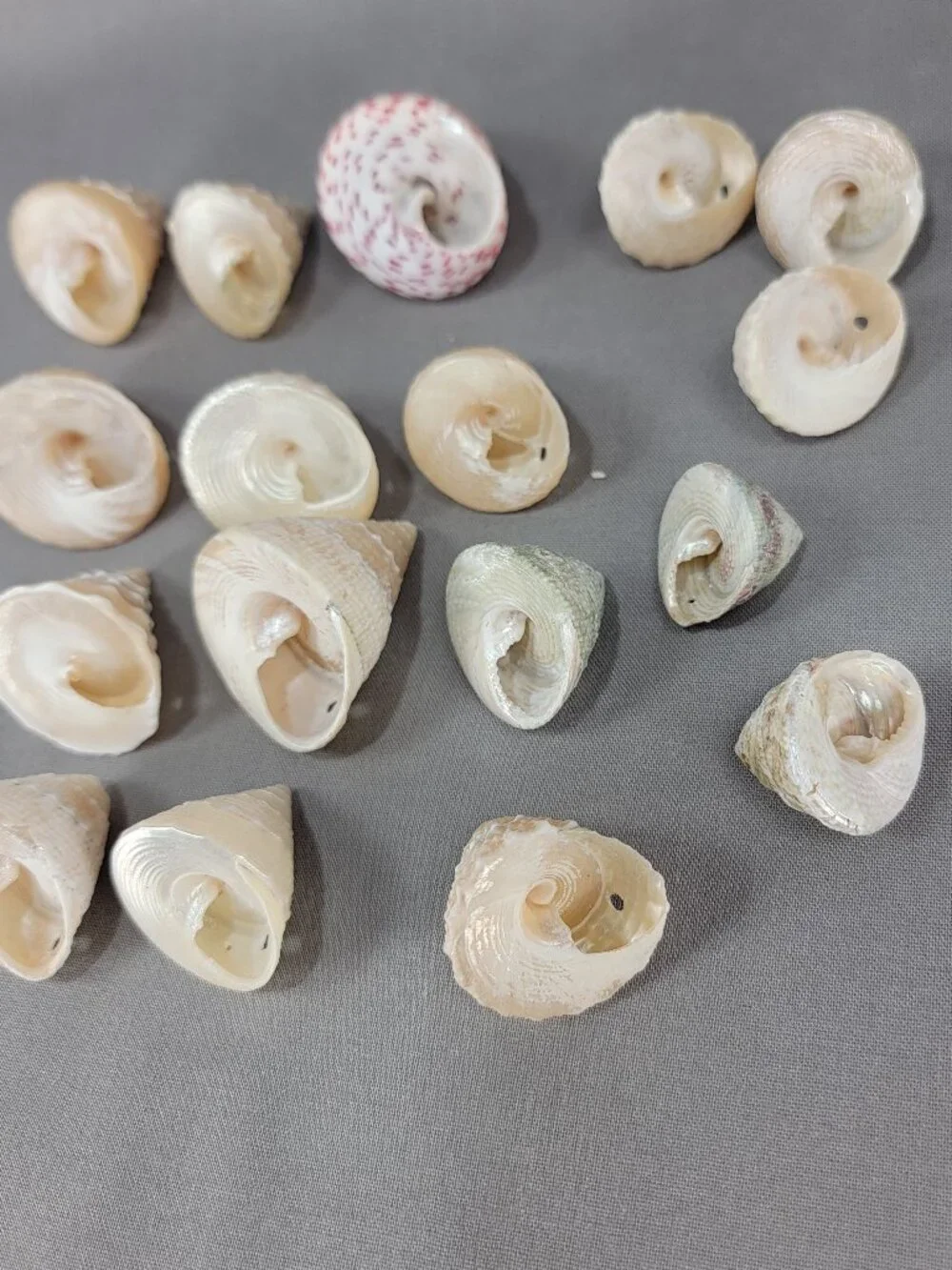 Top Trochus Shell Seashell Lot of 17 Nautical Beach Ocean Decor Crafts
